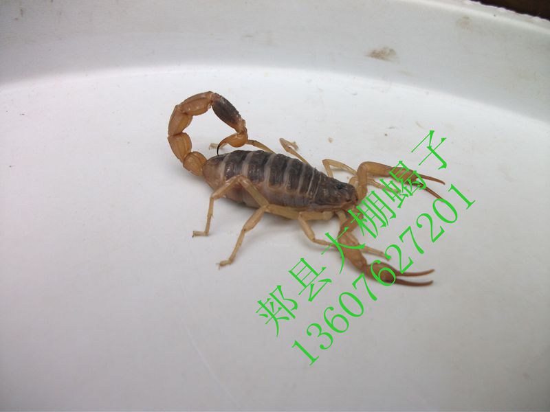 <b>蝎子养殖过程家庭蝎子养殖方法</b>