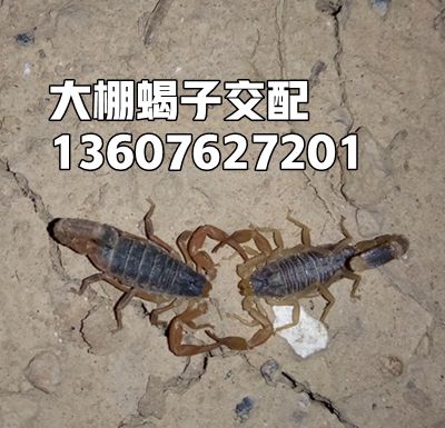 <b>蝎子喜欢的环境，蝎子爱在什么地方活动？</b>