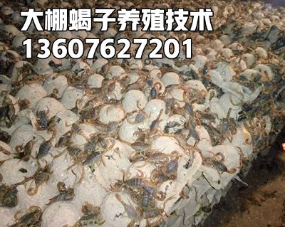 如何用缸养殖蝎子？