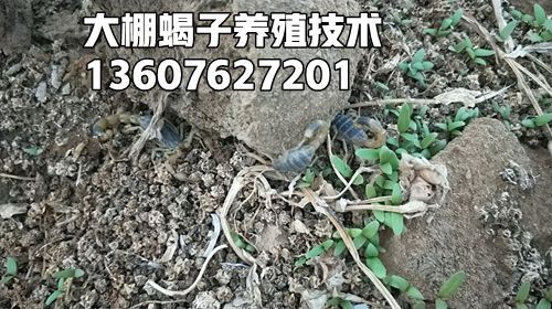 蝎子养殖利润分析