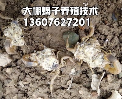 蝎子养殖利润，养蝎子赚钱吗？