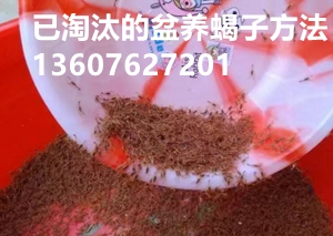 蝎子价格上涨