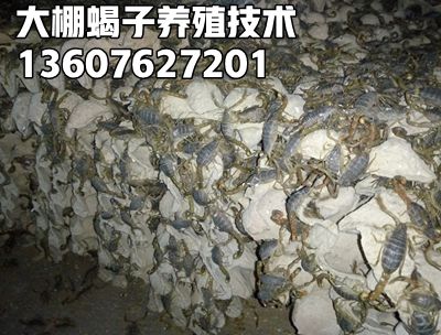 河北蝎子价格