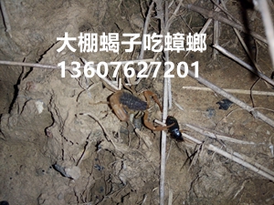 蝎子常见的两种疾病的防治方法