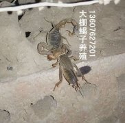 <b>看看大棚蝎子吃的室内食物图片</b>