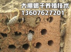 <b>湖南长沙金业隆康生物科技有限公司蝎子养殖基地</b>