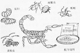 <b>  蝎子的销路好卖吗？蝎子销售渠道，最新蝎子市场价格</b>