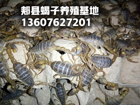 <b>青年蝎的饲养管理，如何养殖管理青年蝎</b>