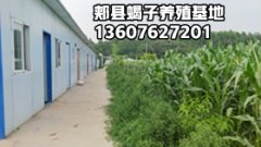 <b>陕西西安佳潓种蝎场 西安蝎子养殖基地</b>