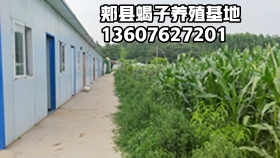 <b>蝎子吃什么东西？蝎子的天敌怎么处理？</b>