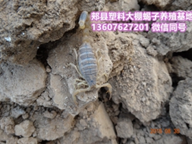 <b>蝎子养殖基地养蝎子都卖给安徽亳州药材市场是骗局</b>