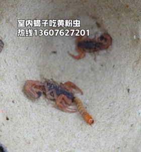 <b>蝎子如何饲养？蝎子养殖百科网站分享蝎子养殖技术经验 </b>