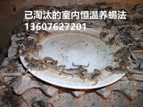<b>幼年蝎和小蝎子饲养方法，蝎子养殖官网</b>
