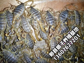 <b>蝎子生长周期和塑料大棚蝎子养殖技术</b>