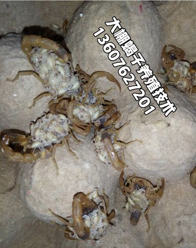 <b>孕蝎繁殖技术，小蝎子怎么养殖</b>