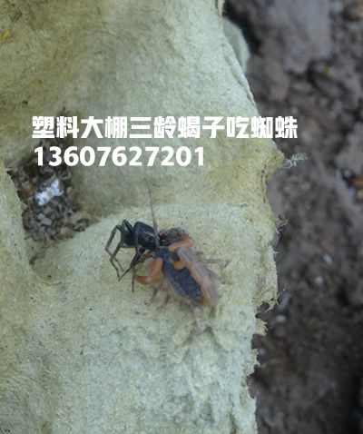 <strong>蝎子喜欢吃什么食物？蝎子吃的食物有哪些？</strong>