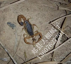 <b>家养品种的蝎子就是家养蝎子专门用于人工养殖用的蝎子你有吗</b>