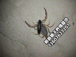 <b>养殖蝎子需要注意的问题家庭蝎子养殖经验</b>