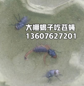 <b>蝎子吃的食物怎么解决，蝎子吃单一的黄粉虫可以吗为什么</b>