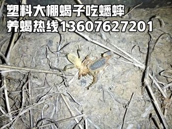 <b>自己抓的蝎子怎么养，野生蝎子能养成功吗？家养品种的蝎子</b>