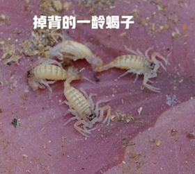 <b>我不会养蝎子怎么养殖在家里怎么养殖蝎子新手养殖蝎子技术</b>