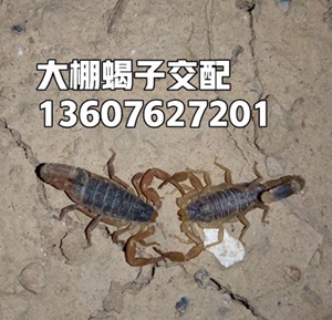 <b>蝎子养殖经验分享蝎子吃的食物和蝎子防逃措施经验方法</b>