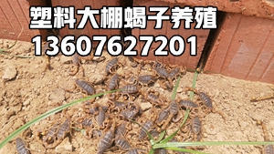 <b>蝎子养殖利润，蝎子养殖市场价格行情多少钱一斤</b>