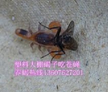 <b>河南郏县塑料大棚蝎子养殖基地晚上大棚里面小蝎子活动景象视频</b>