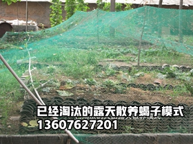 <b>为何淘汰传统的蝎子养殖方式？淘汰室外露天散养蝎子养殖方式方法的原因</b>