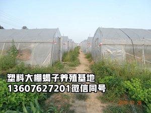 <b>塑料大棚蝎子养殖模式是人工养殖蝎子最终的归宿</b>