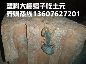 <strong>什么是商品蝎和成品蝎？未成年蝎子能出售吗？蝎子养殖技术专家陈超峰直播养</strong>