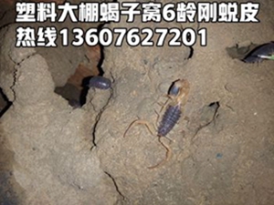 <strong>养殖蝎子切忌使用蝎子蜕皮素，淘汰单体蜕皮盘蜕皮技术</strong>