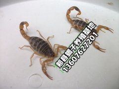 <strong>2025年8月11号蝎子价格行情多少钱一斤</strong>