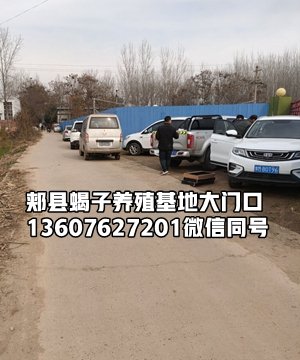 <strong>养一万只种蝎子一年有多大效益利润</strong>