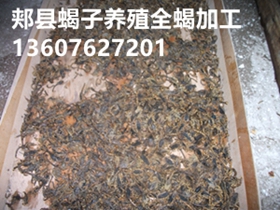 <strong>蝎子的销路在哪里，蝎子市场需求大吗</strong>