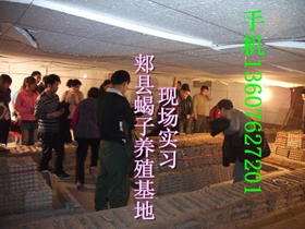 <strong>没有技术谁养蝎子谁失败，先学会蝎子养殖技术再养殖蝎子</strong>