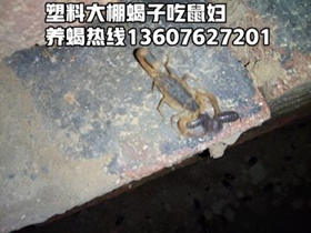 <strong>蝎子吃的食物营养与生长关系蝎子养殖基本常识</strong>