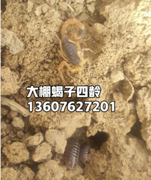 <strong>为什么野生蝎子不能做种蝎子？五龄六龄蝎子能出售吗？野生蝎子跟家养品种的</strong>
