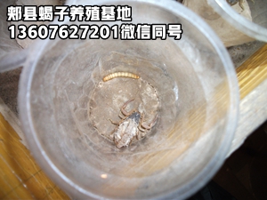 <b>淘汰蝎子单蜕和单繁技术的原因，采用群蜕群繁技术，人工蝎子养殖发展的最终</b>