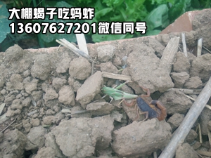 <b>蝎子养殖技术有什么要求，蝎子养殖公司分享蝎子的养殖与管理经验</b>