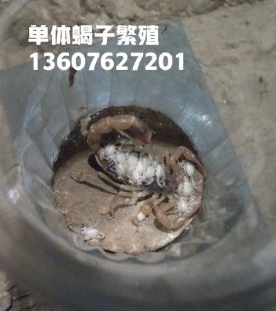 <strong>家里自己怎么养蝎子的饲养方法和技术</strong>
