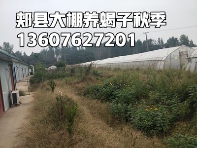 <strong>蝎子养殖常识家养蝎子养殖技巧养蝎子的最简单方法</strong>