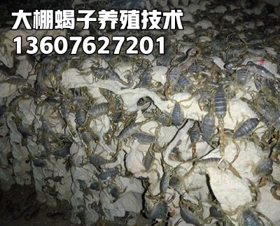 <strong>2025年8月18日蝎子价格行情全蝎市场价格播报蝎子养殖的真实现状</strong>