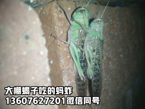 <strong>蝎子养殖环境小蝎子养殖技术蝎子最新的养殖方法新手养殖蝎子 养殖蝎子的忠</strong>