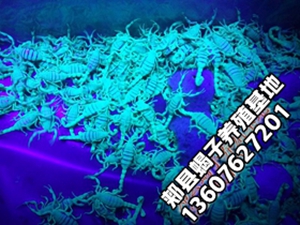 <strong>小蝎子养殖经验，幼蝎如何饲养在家养蝎子怎么养 养蝎子的十大忠告</strong>