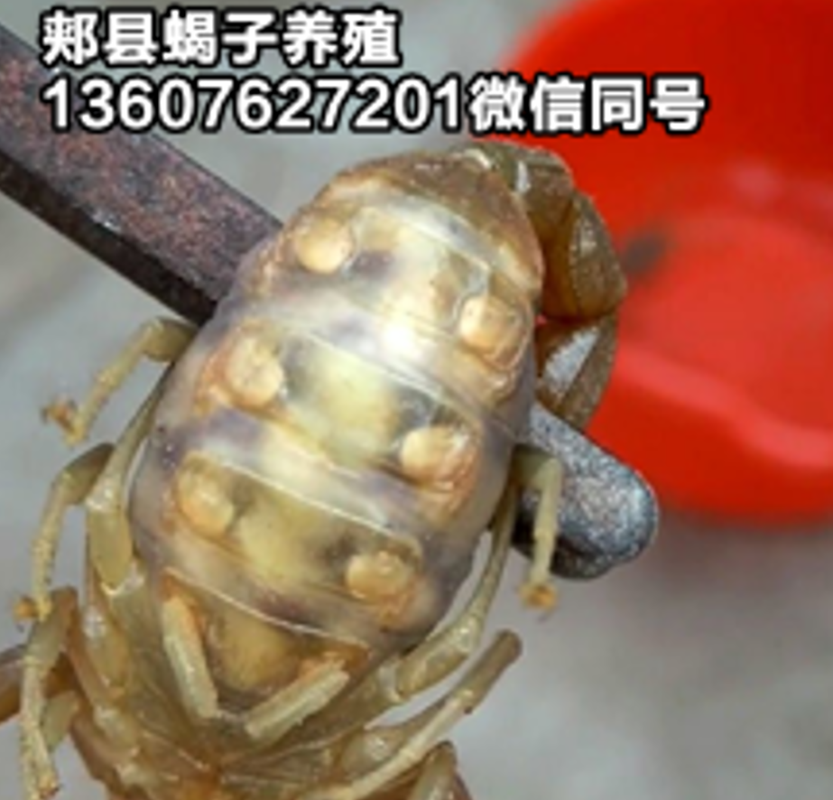 <strong>野生蝎子养不活的原因？四龄蝎子不会变五龄蝎子的原因，哪里有家养品种的种</strong>