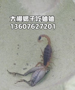 <strong>塑料大棚蝎子养殖怎么捕捉逮出来？这里养蝎50亩地80个养蝎大棚</strong>