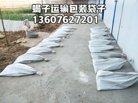 <b>野生活蝎子多少钱一斤？家养品种的蝎子最新蝎子价格行情表</b>