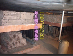 <b>养殖蝎子需要什么条件吗?怎样养蝎子吃什么新手蝎子养殖</b>