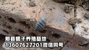 <b>2025年8月24号蝎子市场行情蝎子价格最新播报</b>